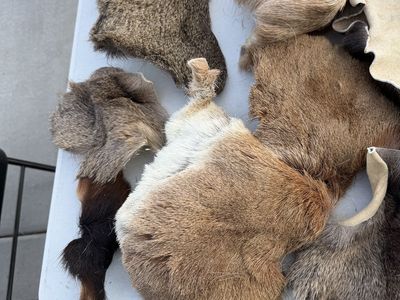 Animal Skins/Hides - Miscellaneous- For Trout Fishing