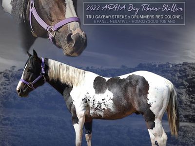 GUARANTEED PAINT foal, breeding fee only LIVE COVER ONLY APHA reg