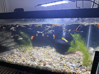 Feeder guppies