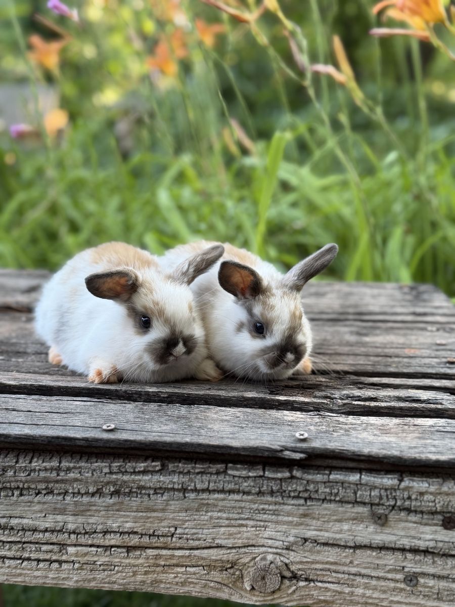 Adorable Holland Lop Bunnies - Various Colors & Patterns - Ready for New Homes