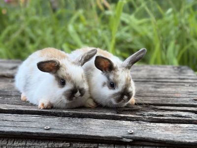 Adorable Holland Lop Bunnies - Various Colors & Patterns - Ready for New Homes
