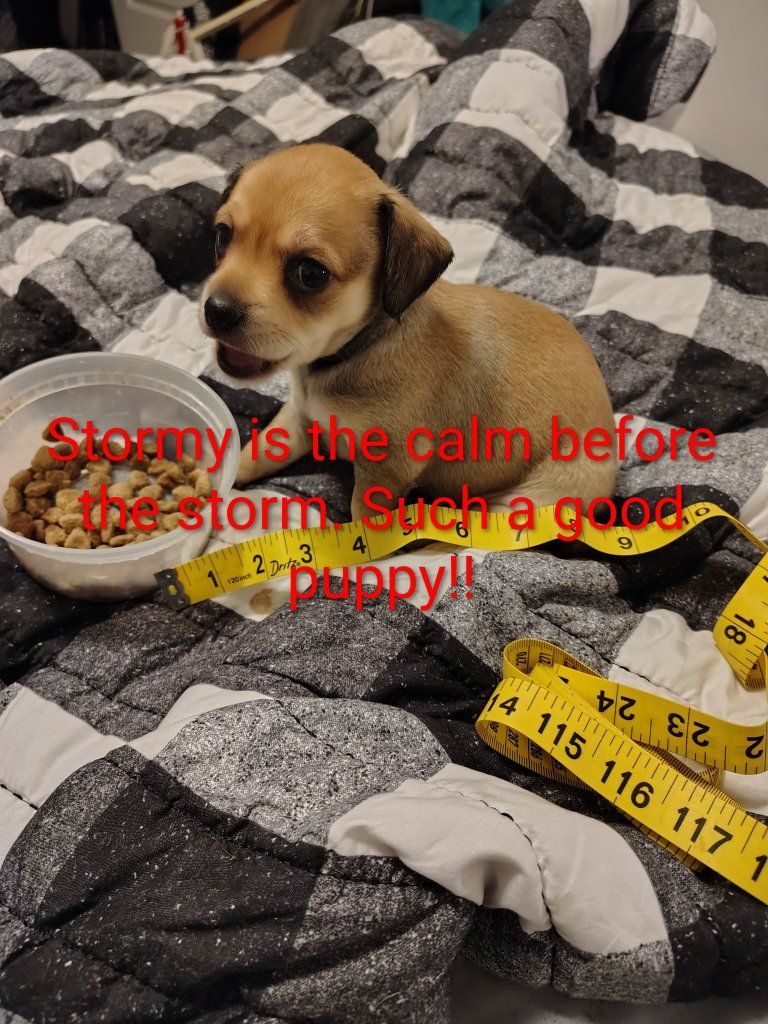2 Female Chihuahua puppies both parents less than 5 pounds