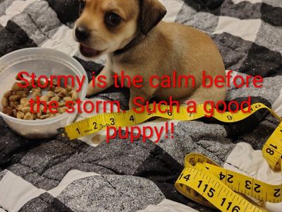 2 Female Chihuahua puppies both parents less than 5 pounds