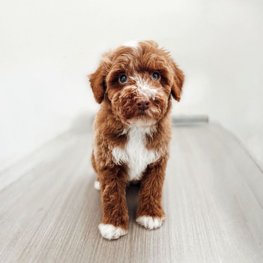 AKC Hidden phantom & Merle Poodle Boy