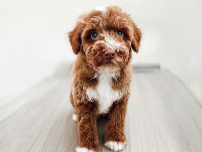 AKC Hidden phantom & Merle Poodle Boy