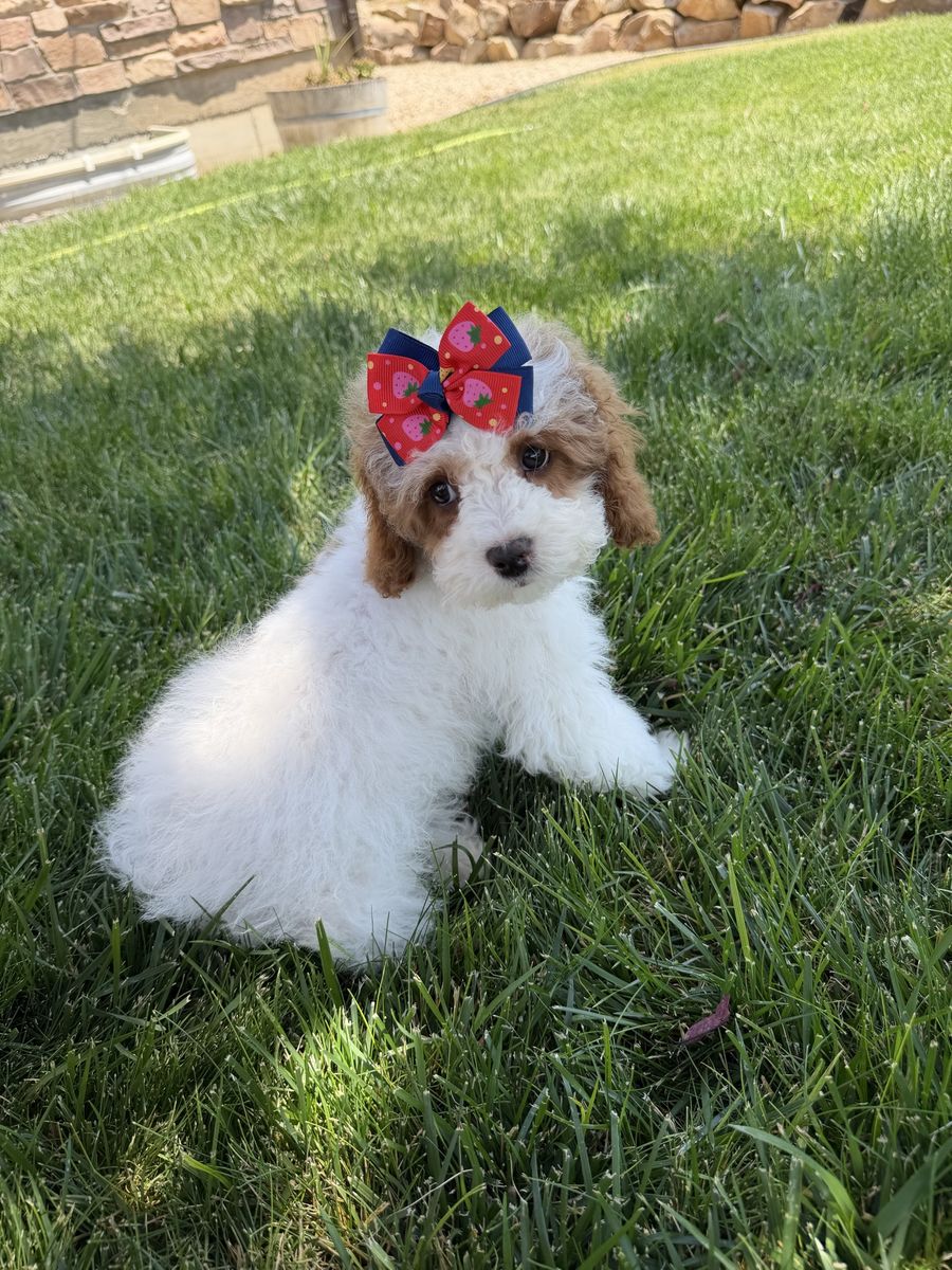 Adorable Cavapoo girl