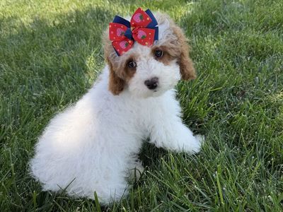 Adorable Cavapoo girl