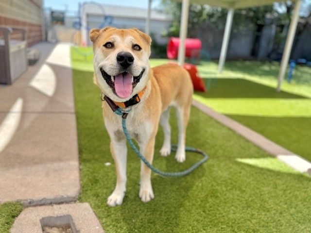 A163438 Killian Available for Adoption!