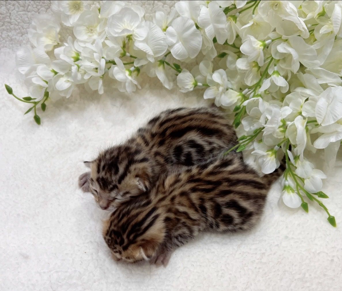 Purebred Exotic Mothers Day Bengal Kittens 4Sale!