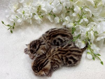 Purebred Exotic Mothers Day Bengal Kittens 4Sale!