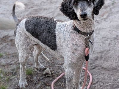 Sweet AKC Standard Poodle Female – 4 Yrs Old, Amazing with Kids!