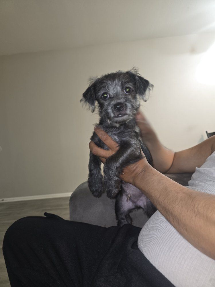 poodle mix