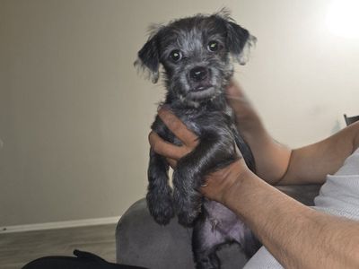 poodle mix