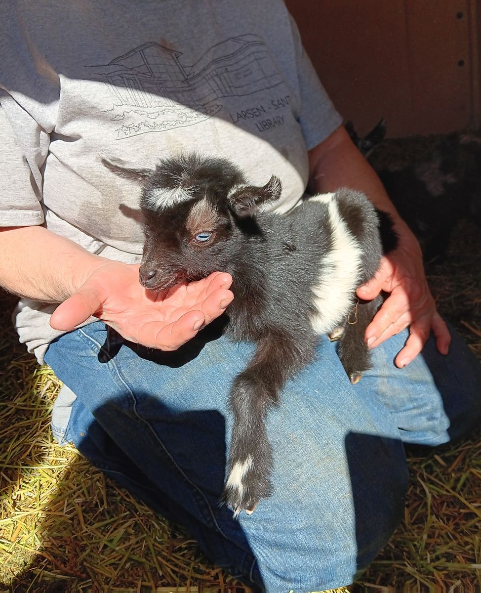 Nigerian dwarf doeling bottle baby