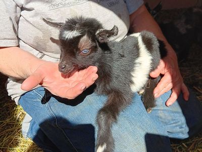 Nigerian dwarf doeling bottle baby