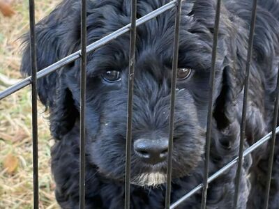 Golden Sheep-a-doodle girl ready to go home $800 will be about 40 lbs