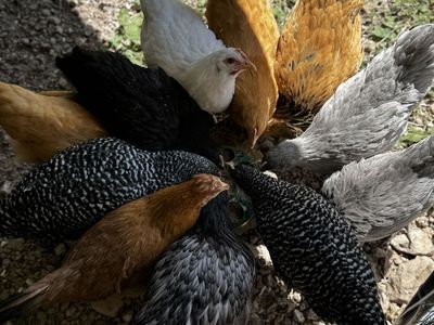 Barred Rock Hen 12 weeks old