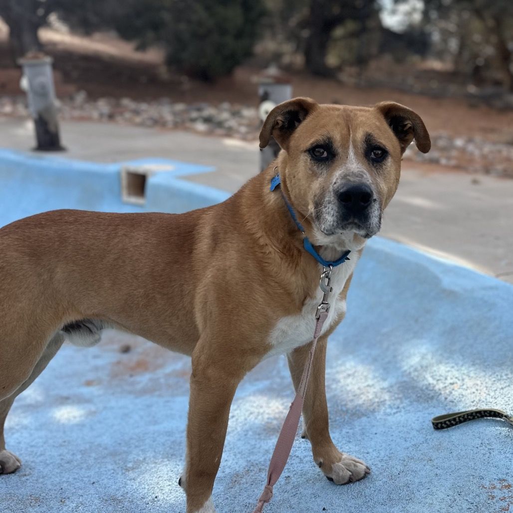 Hello my name is Stone