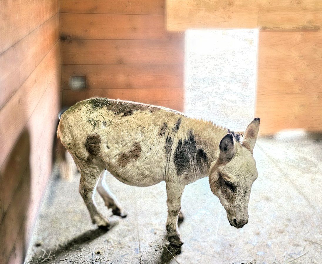 Registered Micro mini STUD SERVICE Mediterranean Jack (STUD SERVICE ONLY)