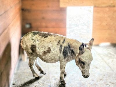 Registered Micro mini STUD SERVICE Mediterranean Jack (STUD SERVICE ONLY)