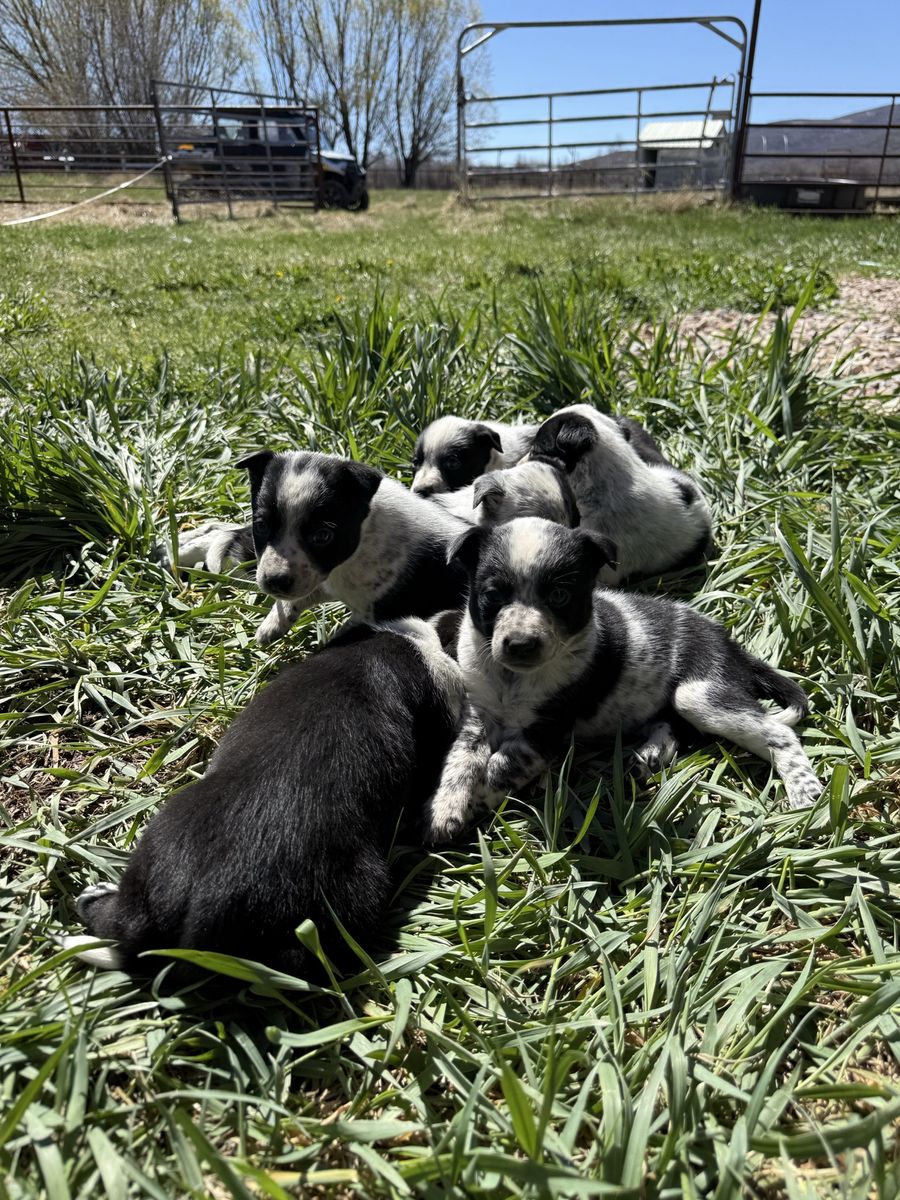 Puppies!