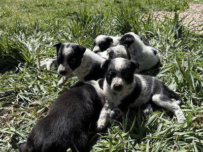 Puppies!