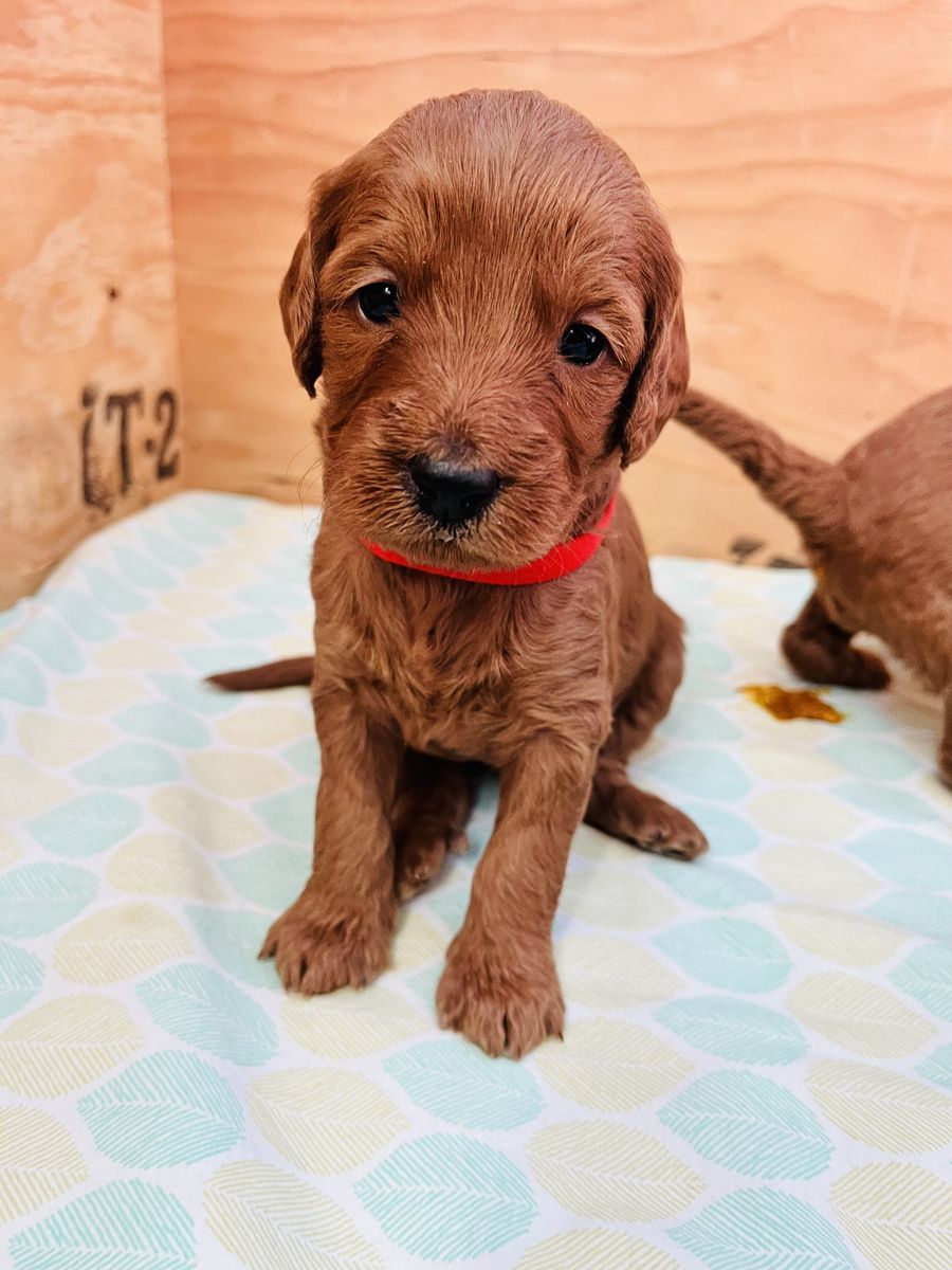 Double Doodle puppies