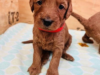 Double Doodle puppies