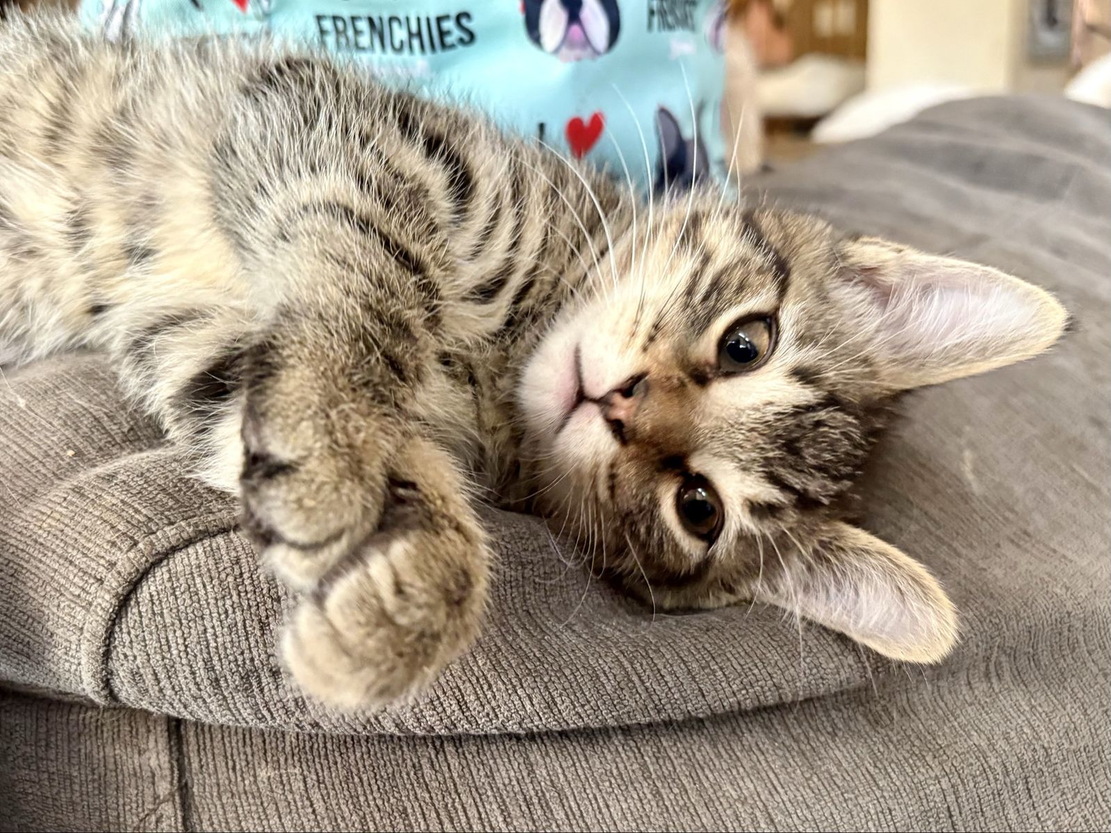Cuddly Tabby Kitten - Playful, Litter-Trained, and Ready for a Forever Home!