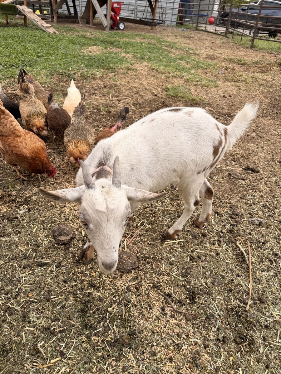 1 year old Pygmy/ Nigerian dwarf mix doe