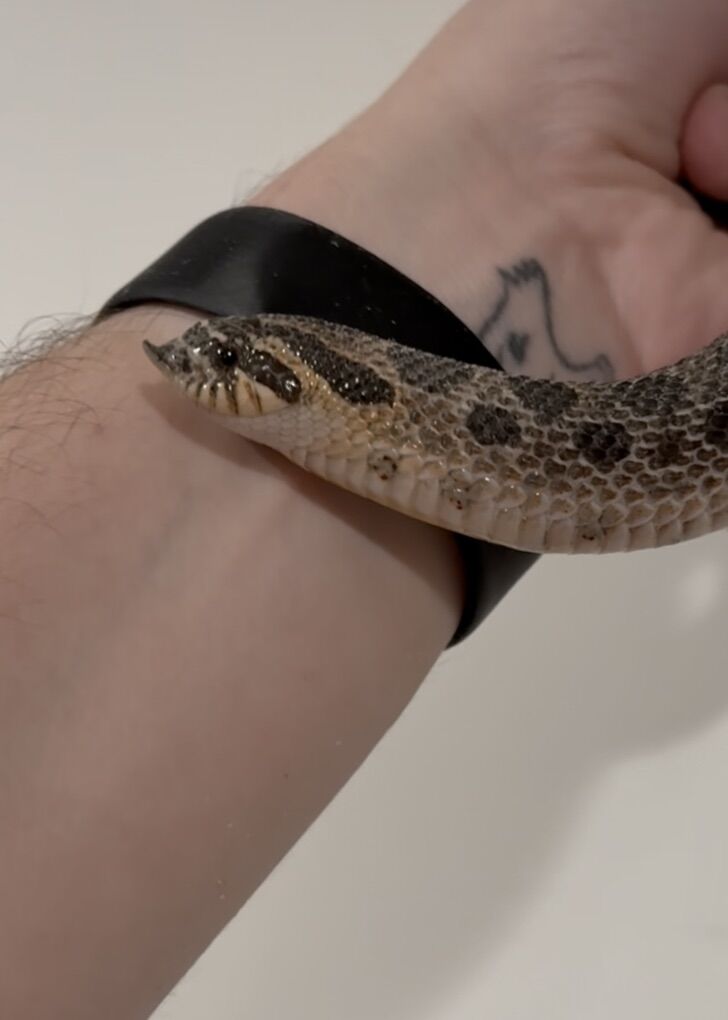 Arctic Sable Het Sunburst Western Hognose (F)