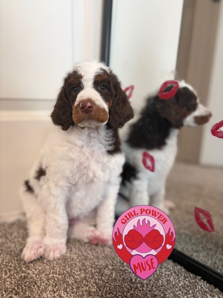 AKC Standard Poodles