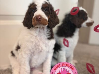 AKC Standard Poodles