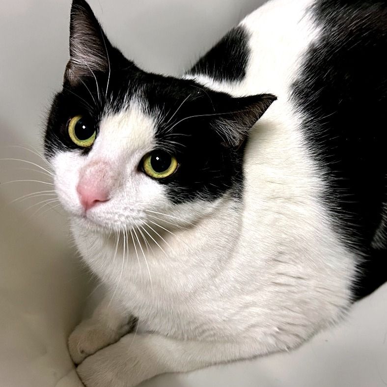 Hello my name is Miss Skeeter