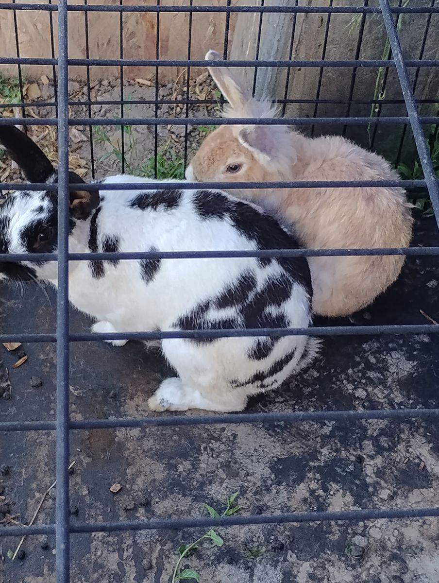 Rabbits