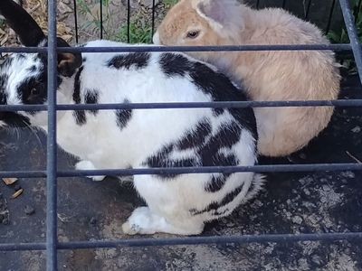 Rabbits