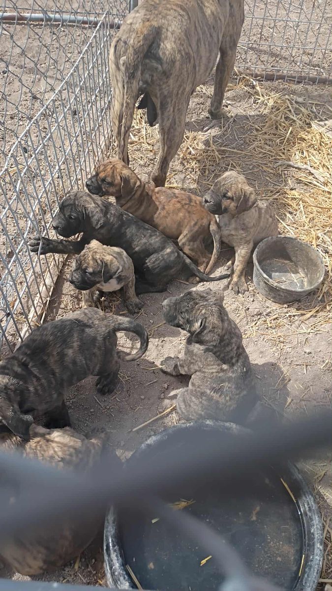 Pure presa canaria puppys