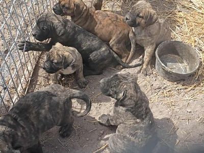 Pure presa canaria puppys