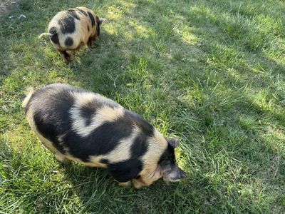 Kune Kune Pair