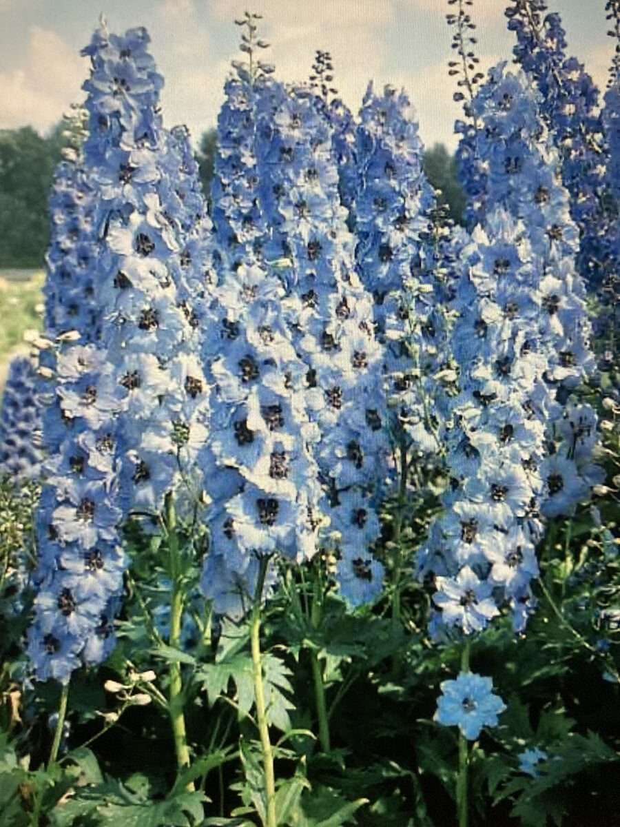 Delphinium Pacific Giant Flower
