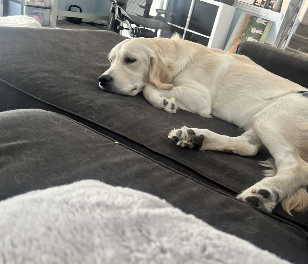 1 year Old Golden Retriever