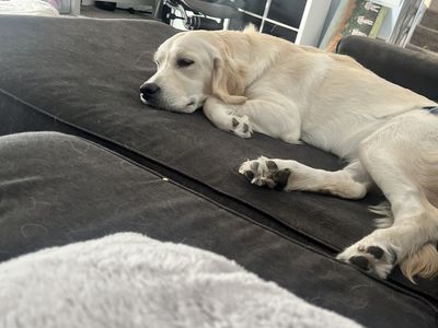 1 year Old Golden Retriever