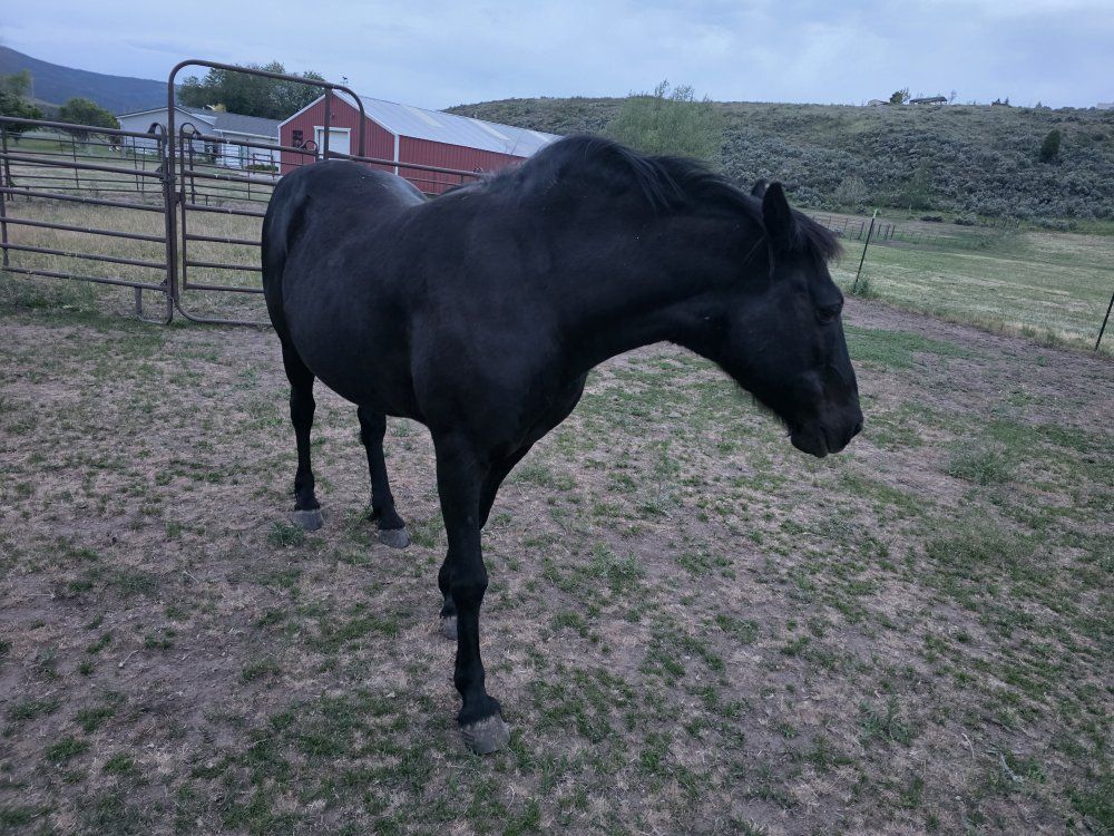 Black Quarter Horse Mare