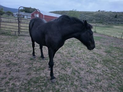Black Quarter Horse Mare