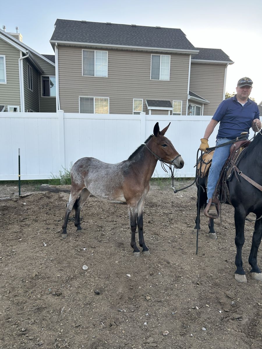 Yearling Molly Mule