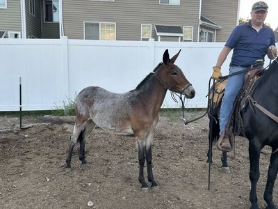 Yearling Molly Mule