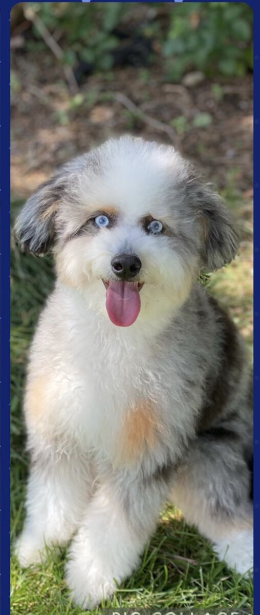 Micro Bernedoodle studs