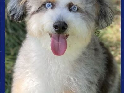 Micro Bernedoodle studs