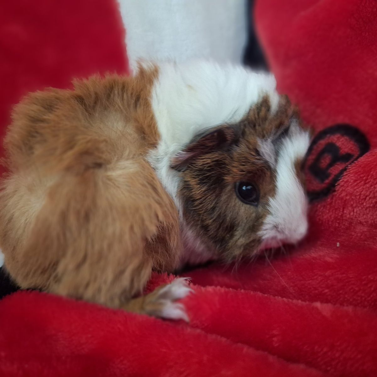 Baby Guinea Pig: Maxwell