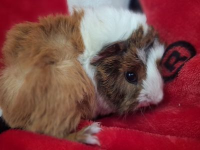Baby Guinea Pig: Maxwell